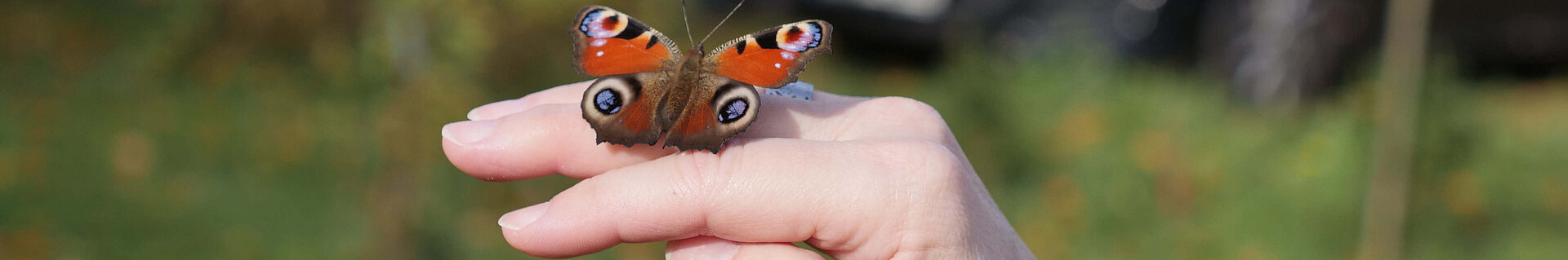 Ein Schmetterling auf der Hand.